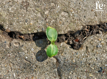Resilencia vs. Derrota: El juego se gana en la mente