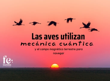 Las aves utilizan mecánica cuántica y el campo magnético terrestre para navegar
