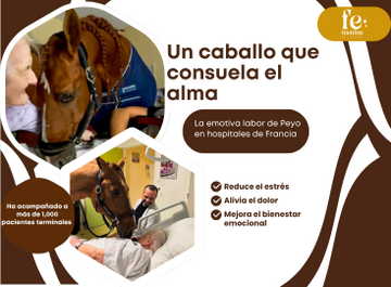 Un caballo que consuela el alma: la emotiva labor de Peyo en hospitales de Francia