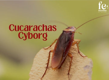 Cucarachas Cyborg: El Futuro de la Tecnología en Búsqueda y Rescate