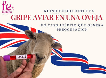 UK detects avian flu in a sheep: An unprecedented case that raises concerns