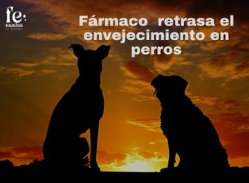 Un Fármaco que Retrasa el Envejecimiento en Perros