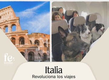 Italia revoluciona los viajes: perros medianos y grandes ahora pueden volar en cabina junto a sus dueños