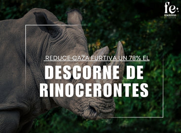 Descornar a los rinocerontes: la estrategia más efectiva para salvarlos